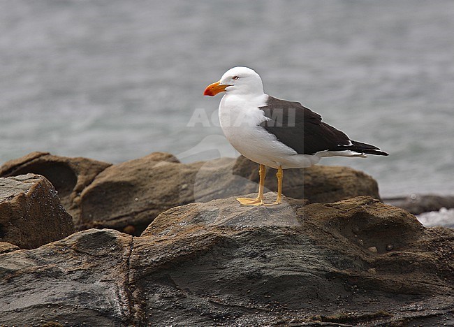 Adult Pacific gull, Larus pacificus, in Australia. stock-image by Agami/Andy & Gill Swash ,