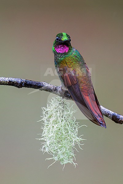 Brazilian Ruby (Heliodoxa rubricauda) Perched on a branch in Brazil stock-image by Agami/Dubi Shapiro,