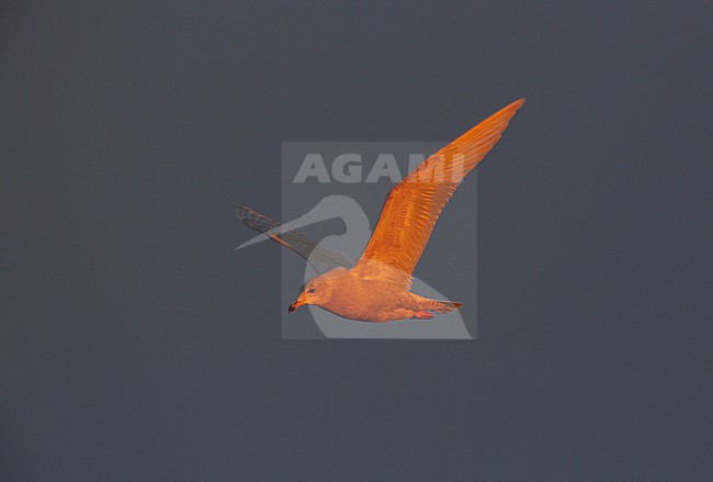 First-winter Glaucous Gull (Larus hyperboreus) in flight with stunning sunset light in Alaska, USA. stock-image by Agami/Edwin Winkel,