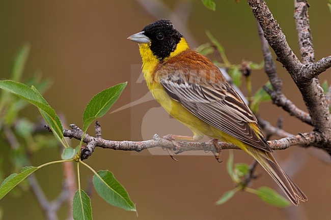 Zwartkopgors man; Black-headed Bunting male stock-image by Agami/Daniele Occhiato,