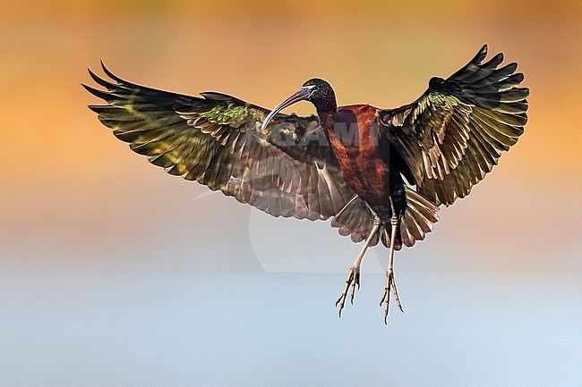 Glossy Ibis, Plegadis falcinellus, in Italy. stock-image by Agami/Daniele Occhiato,