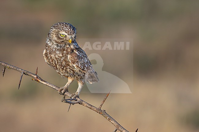 Perched delicately on a slender branch adorned with formidable thorns, a Little Owl maintains a vigilant gaze to the right, its attention fixed on unseen movements below. stock-image by Agami/Onno Wildschut,