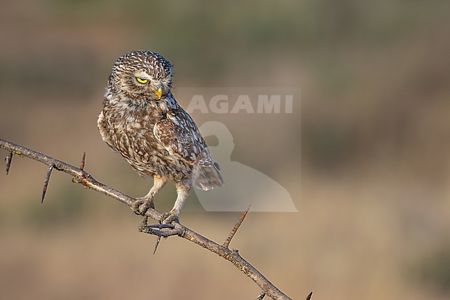 Perched delicately on a slender branch adorned with formidable thorns, a Little Owl maintains a vigilant gaze to the right, its attention fixed on unseen movements below. stock-image by Agami/Onno Wildschut,