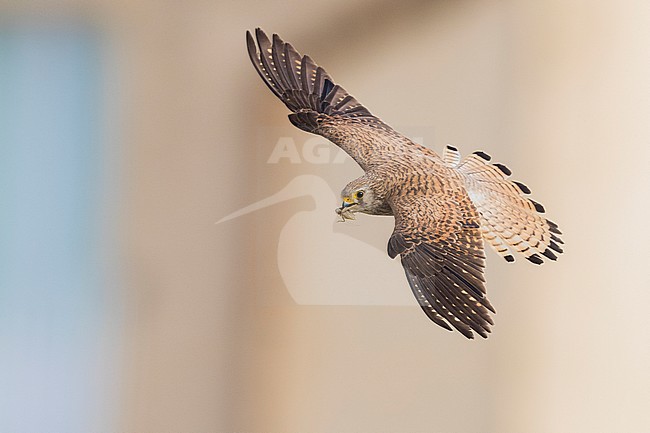 Lesser Kestrel (Falco naumanni), adult female in flight seen from above in Matera stock-image by Agami/Saverio Gatto,