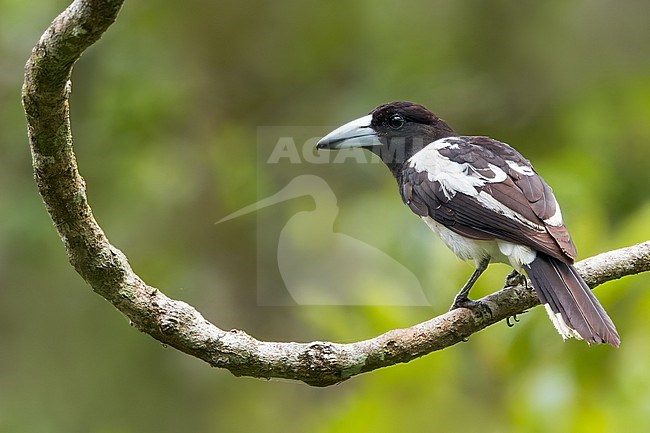 Hooded Butcherbird (Cracticus cassicus) Perched on a branch in Papua New Guinea stock-image by Agami/Dubi Shapiro,
