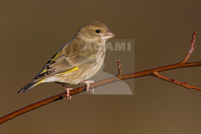 Vrouwtje Groenling; Female European Greenfinch stock-image by Agami/Daniele Occhiato,