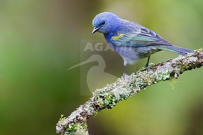 Golden-chevroned Tanager (Thraupis ornata) Perched on a branch in Brazil stock-image by Agami/Dubi Shapiro,