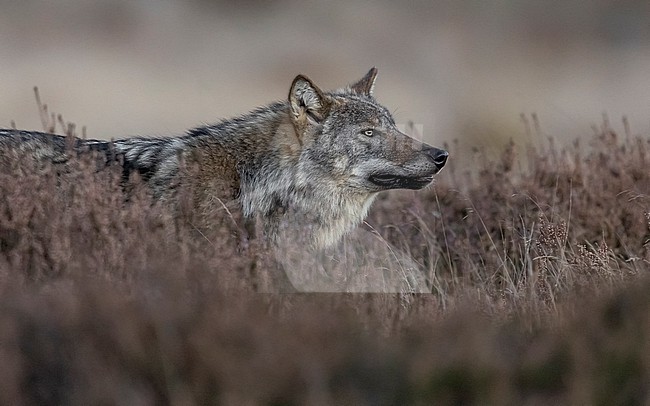  stock-image by Agami/Vincent Legrand,