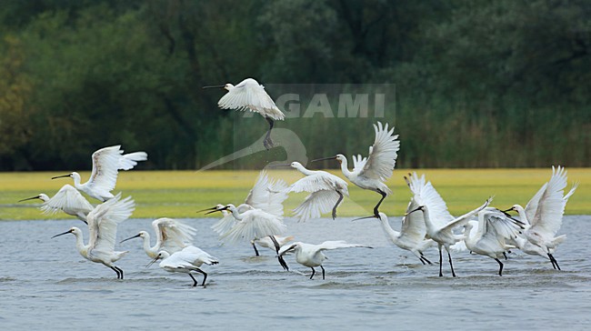 Lepelaars foerageren in ondiep water. Eurasian Spoonbills foraging in shallow water. stock-image by Agami/Jacques van der Neut,