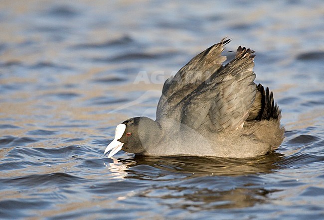 Opgewonden Meerkoet; Eurasian Coot aroused stock-image by Agami/Marc Guyt,