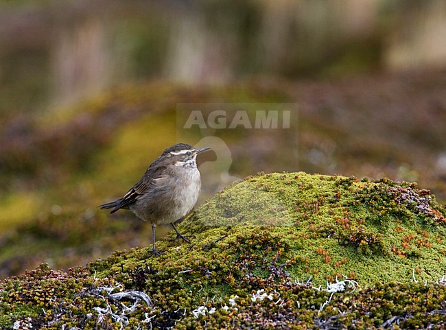 Bandvleugelwipstaart op mos; Bar-winged Cinclode perched on moss stock-image by Agami/Marc Guyt,