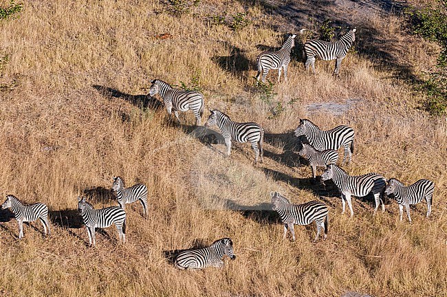 An aerial view of a herd of plains zebras, Equus quagga. Okavango Delta, Botswana. stock-image by Agami/Sergio Pitamitz,