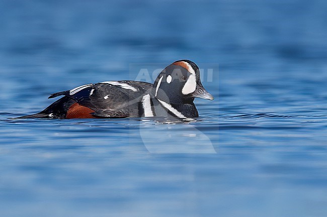 Harlequin Duck (Histrionicus histrionicus) swimming in the ocean near Victoria, BC, Canada. stock-image by Agami/Glenn Bartley,