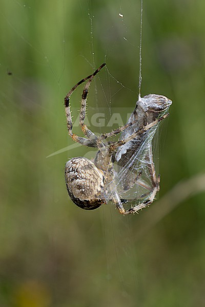 garden spider (araneus diadematus) caught an european steppe grasshopper (chorthippus dorsatus) in its net, found in Südheide in Lower Saxony, Germany stock-image by Agami/Mathias Putze,