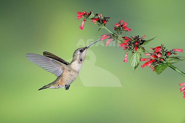 Immature male Lucifer Hummingbird (Calothorax lucifer) in flight against a green background in Brewster County, Texas, USA in September 2016. Drinking from small red flowers. stock-image by Agami/Brian E Small,