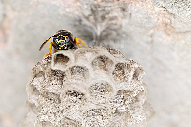 Polistes biglumis has no english name and the german name is best transleted to mountain field wasp, sitting on its combs with fresh layed eggs stock-image by Agami/Mathias Putze,