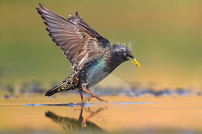 Common Starling (Sturnus vulgaris) at a water pool in Italy. stock-image by Agami/Daniele Occhiato,