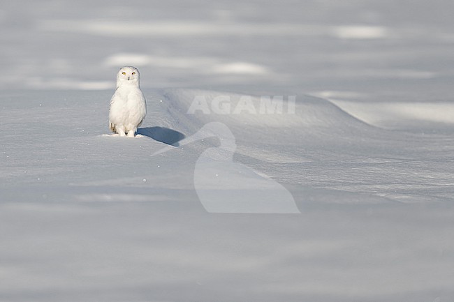 Snowy Owl (Bubo scandiacus) in snow covered landscape in Ontario Canada. stock-image by Agami/Marcel Burkhardt,