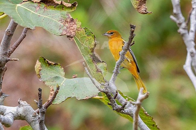 First winter male Baltimore Oriole (Icterus galbula) sitting on a figtree in the old Village, Vila do Corvo, Corvo, Azores, Portugal. stock-image by Agami/Vincent Legrand,