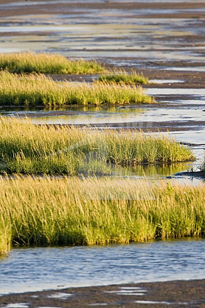 Getijdegebied; Tidal stock-image by Agami/Marc Guyt,