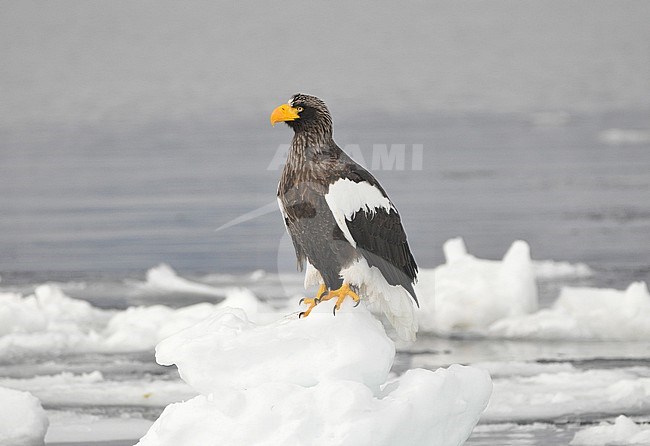 The Steller's Sea Eagle (Haliaeetus pelagicus) is one of the most impressive birds on our planet. It breeds in eastern Russia and winters in Russia, Korea and Japan. This photo is taken at Hokkaido, Japan, where large flocks of birds feed off the floating ice. stock-image by Agami/Eduard Sangster,