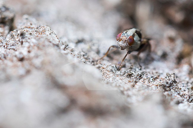 Myennis octopunctata, Germany (Baden-Württemberg), imago, female stock-image by Agami/Ralph Martin,