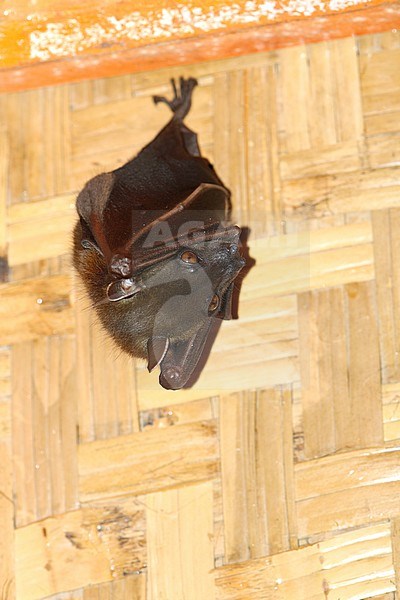 Indonesian short-nosed fruit bat (Cynopterus titthaecheilus) hanging in a tourist hut on Java, Indonesia. It is endemic to Indonesia and has 3 subspecies (titthaecheilus, major and terminus). stock-image by Agami/James Eaton,