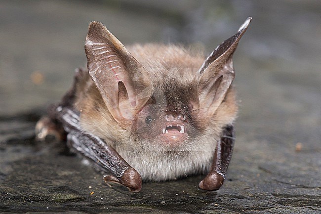 Bechstein's bat is sitting on al wall stock-image by Agami/Theo Douma,