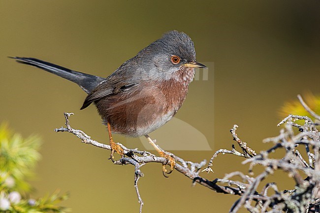 Dartford Warbler; Sylvia undata stock-image by Agami/Daniele Occhiato,