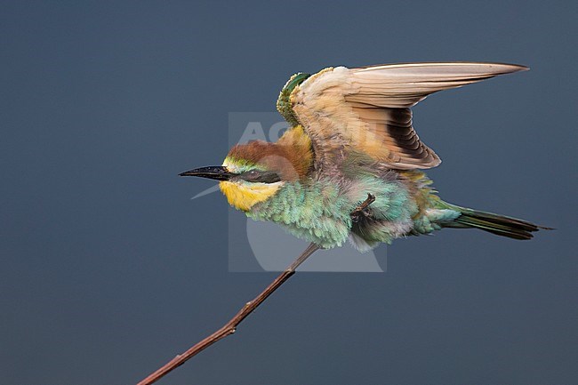 European Bee-eater - Bienenfresser - Merops apiaster, Germany, adult stock-image by Agami/Ralph Martin,
