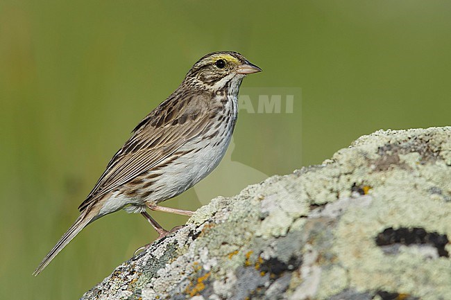 Adult Savannah Sparrow (Passerculus sandwichensis) perched on a rock in Kamloops, British Colombia, Canada. stock-image by Agami/Brian E Small,