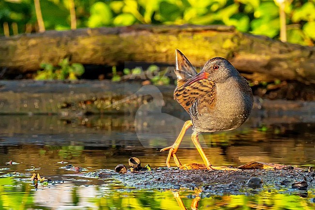 Water, rail; Rallus aquaticus; very caracteristic  posture in a swamp in the late afternoon sunlight. stock-image by Agami/Hans Germeraad,