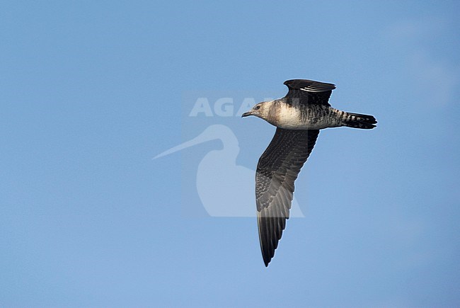 Second-year Long-tailed Skua (Stercorarius longicaudus) in flight over the Atlantic ocean off northern Spain. stock-image by Agami/Dani Lopez-Velasco,