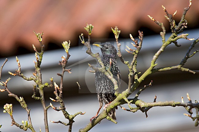 Spreeuw op een tak; Common Starling perched on a branch stock-image by Agami/Marc Guyt,