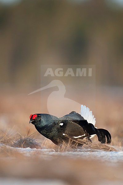 Mannetje Korhoen baltsend; Male Black Grouse displaying stock-image by Agami/Han Bouwmeester,
