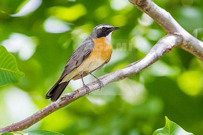 Adult male White-throated Robin perched on a tree in east Turkey. May 22, 2010. stock-image by Agami/Vincent Legrand,