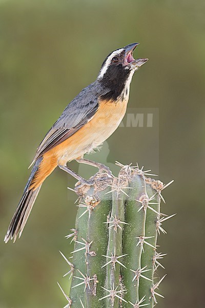Orinoco Saltator (Saltator orenocensis) perched on a cactus in Colombia, South America. stock-image by Agami/Glenn Bartley,