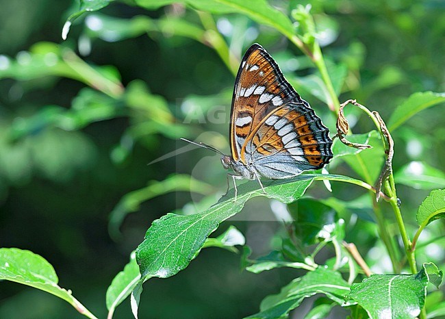 Poplar Admiral, Limenitis populi, male stock-image by Agami/Dick Forsman,