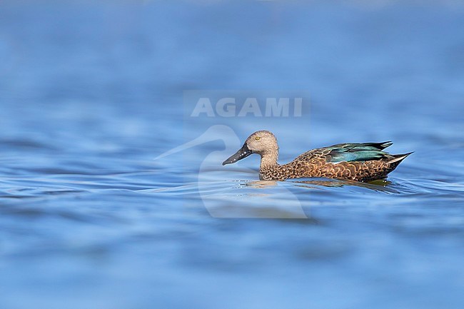 Cape Shoveler (Anas smithii), side view of an adult male swimming in the water, Western Cape, South Africa stock-image by Agami/Saverio Gatto,