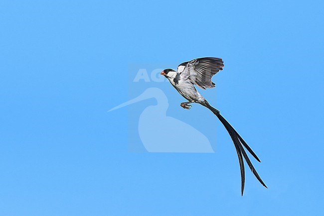 Male Pin-tailed Whydah (Vidua macroura) in display flight against a blue sky as a background, Cameroon stock-image by Agami/Tomas Grim,