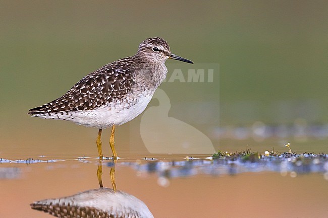 Wood Sandpiper (Tringa glareola) during migration in Italy. Standing in shallow water. stock-image by Agami/Daniele Occhiato,