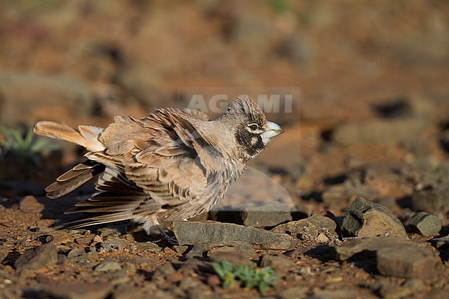 Thick-billed Lark - Knackerlerche - Rhamphocory clotbey, Morocco, male stock-image by Agami/Ralph Martin,