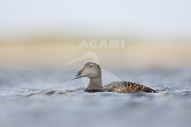 Vrouwtje Eider; Female Common Eider stock-image by Agami/Menno van Duijn,