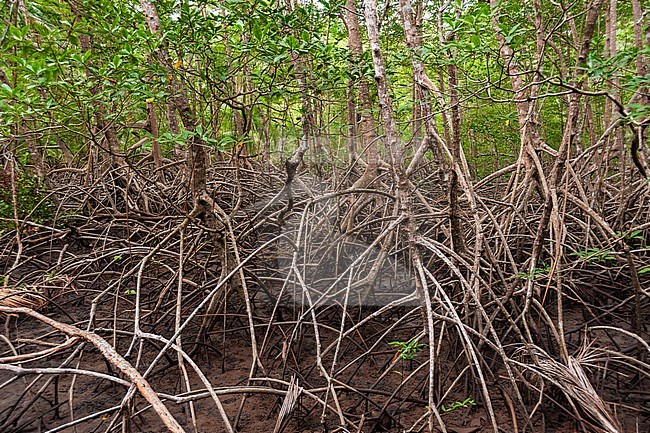 A red mangrove forest, Ryzophora mangle. Curu Wildlife Reserve, Costa Rica. stock-image by Agami/Sergio Pitamitz,