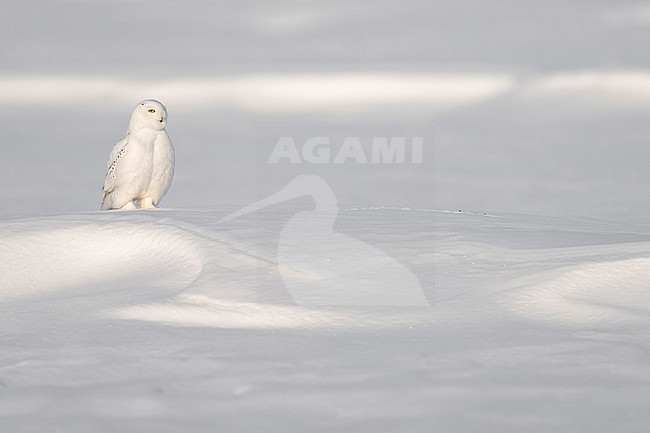 Snowy Owl (Bubo scandiacus) in snow covered landscape in Ontario Canada. stock-image by Agami/Marcel Burkhardt,