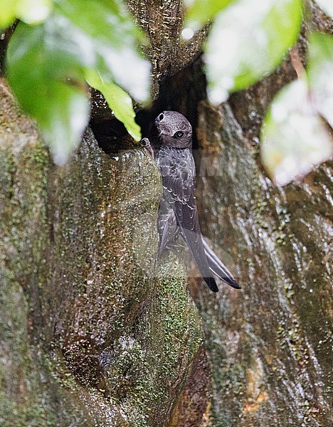 Sooty Swift (Cypseloides fumigatus), Juvenile, Intervales State Park, Brazil, Nest, Waterfall stock-image by Agami/Andy & Gill Swash ,