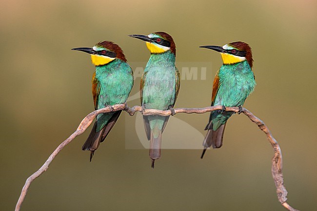 European Bee-eater, Merops apiaster, in Italy. Three bee-eaters together, sitting on a branch. stock-image by Agami/Daniele Occhiato,