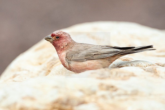 Male Sinai Rosefinch (Carpodacus synoicus) perched on a white rock in a desert canyon near Eilat, Israel stock-image by Agami/Marc Guyt,