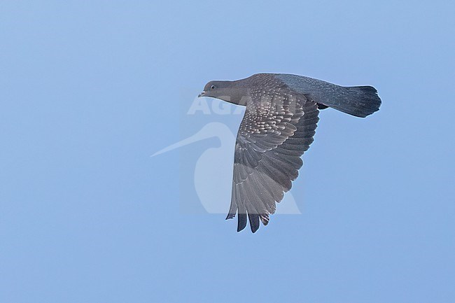 Flight views of a Spot-winged Pigeon (Patagioenas maculosa)  in Argentina stock-image by Agami/Dubi Shapiro,