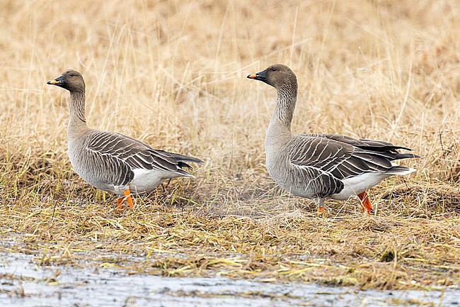 Tundra Bean Goose (Anser serrirostris), individuals standing on the ground, Finnmark, Norway stock-image by Agami/Saverio Gatto,